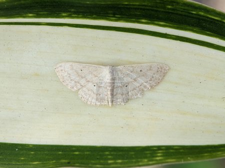 Téléchargez les photos : The cream wave is a moth of the family Geometridae. The species was first described by Adrian Hardy Haworth in 1809. It is found in forest and woodland regions, feeding on grasses and small plants - en image libre de droit