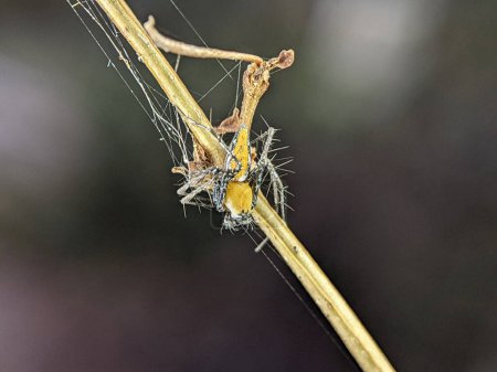 Téléchargez les photos : Closeup Striped lynx spider on a wooden branch. - en image libre de droit