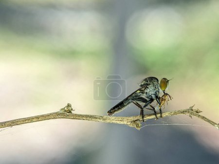 Photo for Robberfly with kill. The Asilidae are the robber fly family, also called assassin flies. They are powerfully.. - Royalty Free Image