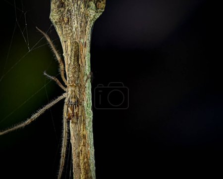 Photo for Tmarus spider on a wooden branch. Tmarus spider is a genus of crab spiders - Royalty Free Image