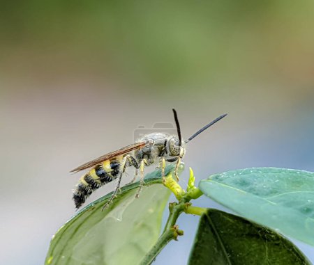 Scoliidae Wespe, Gelbe Behaarte Blütenwespe, Großaufnahme von Insektenmännchen