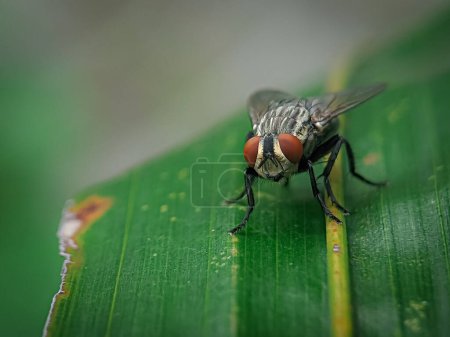 Foto de Primer plano de una mosca sobre una hoja verde con un fondo borroso - Imagen libre de derechos