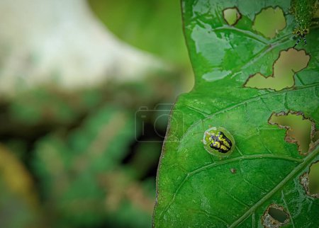 Photo for Cassida is a large Old World genus of tortoise beetles in the subfamily Cassidinae. - Royalty Free Image