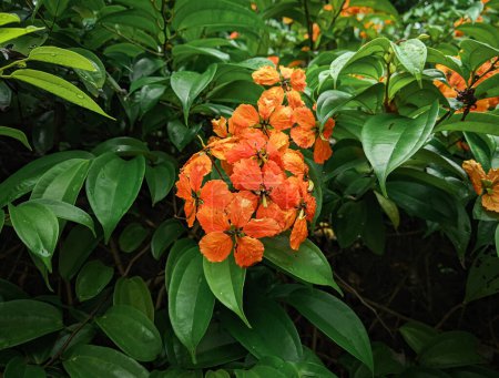 Foto de Flores naranjas con hojas verdes exuberantes en el patio de un resort - Imagen libre de derechos