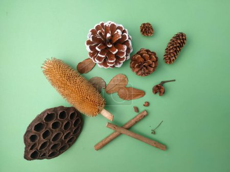 Photo for Top view dry plant,Thistle and cones on a green background. - Royalty Free Image