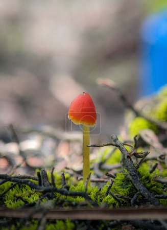 Photo for Mycena acicula, commonly known as the orange bonnet, or the coral spring Mycena, is a species of fungus in the family Mycenaceae - Royalty Free Image