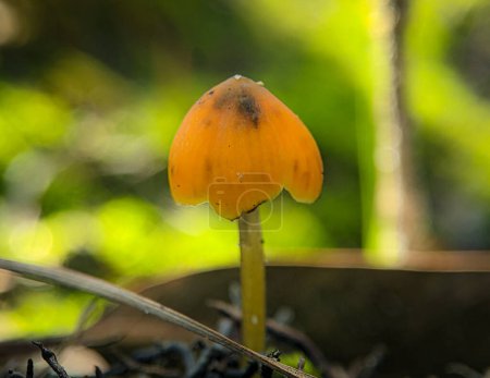 Photo for Mycena acicula, commonly known as the orange bonnet, or the coral spring Mycena, is a species of fungus in the family Mycenaceae - Royalty Free Image