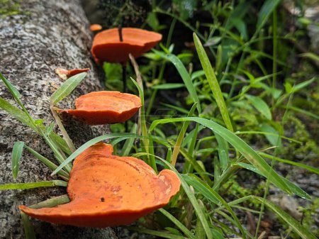 Photo for Fomitopsidaceae, growing on a dead tree trunk, is a family of fungi in the order Polyporales - Royalty Free Image