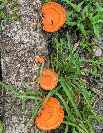 Photo for Fomitopsidaceae, growing on a dead tree trunk, is a family of fungi in the order Polyporales - Royalty Free Image