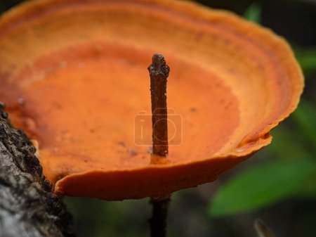 Photo for Closeup Fomitopsidaceae, growing on a dead tree trunk, is a family of fungi in the order Polyporales - Royalty Free Image