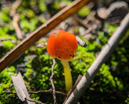 Closeup Mycena acicula, commonly known as the orange bonnet, or the coral spring Mycena, is a species of fungus in the family Mycenaceae