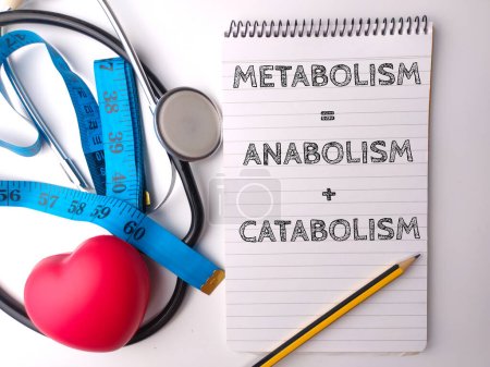 Photo for Stethoscope and notebook with the word METABOLISM ANABOLISM CATABOLISM on white background - Royalty Free Image