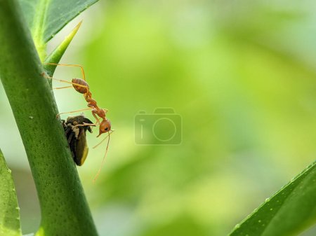 Photo for Closeup of a red weaver ants and a treehopper on a green tree branch with a blurred background - Royalty Free Image