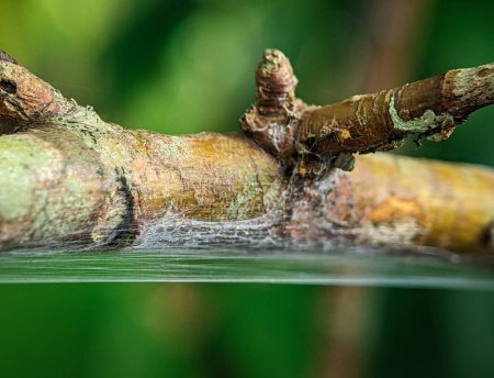 Foto de Primer plano de una tela de araña unida a un palo de un árbol con un fondo borroso - Imagen libre de derechos