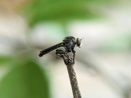 Closeup of a robber fly on a green branch with a blurred background
