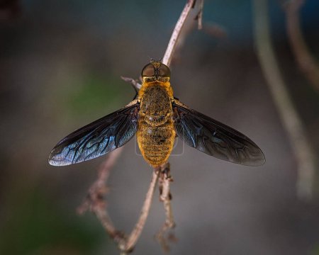 Closeup of a yellow bee resting on a tree branch with a blurred background