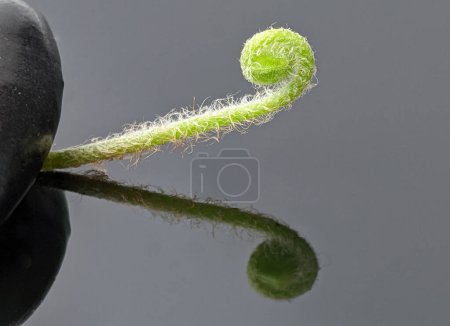 Photo for Closeup of green plant and black rock with reflection on black acrylic board - Royalty Free Image