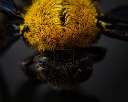 Photo for Closeup of a yellow and black bee on a black board background - Royalty Free Image