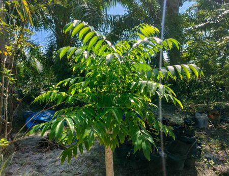 Téléchargez les photos : Un arbre de Spondias dulcis (syn. Spondias cytherea), connu sous le nom de prune de Juin, est un arbre tropical, avec un fruit comestible contenant une fosse fibreuse. - en image libre de droit