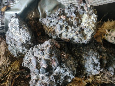 Téléchargez les photos : Chunks of kernal palm seeds that have become moldy and smell musty. - en image libre de droit