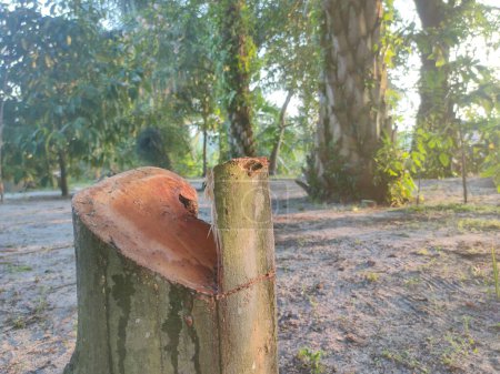 Téléchargez les photos : Un arbre qui a été abattu et laissé dans un espace ouvert à la lisière de la forêt. - en image libre de droit