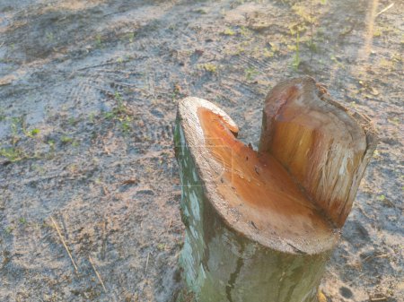 Téléchargez les photos : Un arbre qui a été abattu et laissé dans un espace ouvert à la lisière de la forêt. - en image libre de droit