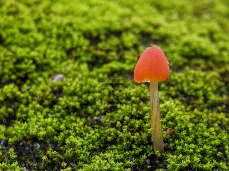Photo for Closeup Mycena acicula, commonly known as the orange bonnet, or the coral spring Mycena, is a species of fungus in the family Mycenaceae - Royalty Free Image