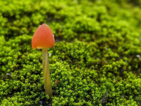 Photo for Closeup Mycena acicula, commonly known as the orange bonnet, or the coral spring Mycena, is a species of fungus in the family Mycenaceae - Royalty Free Image