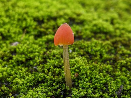 Closeup Mycena acicula, commonly known as the orange bonnet, or the coral spring Mycena, is a species of fungus in the family Mycenaceae