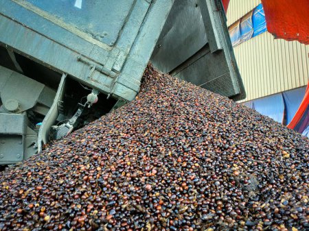 Closeup kernal palm seeds sent from a truck to be processed into kernal crude oil