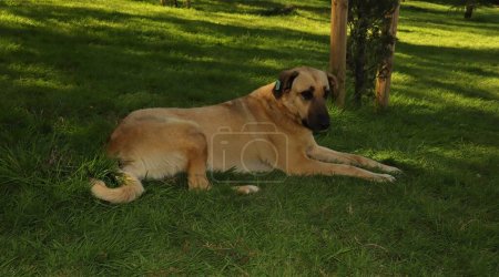 Photo for Stray dog with a chip in the ear. Sterilized and vaccinated homeless dog with mark ear tag rests on grasses in the garden. The problem of stray animals population control. Trap-neuter-release program - Royalty Free Image