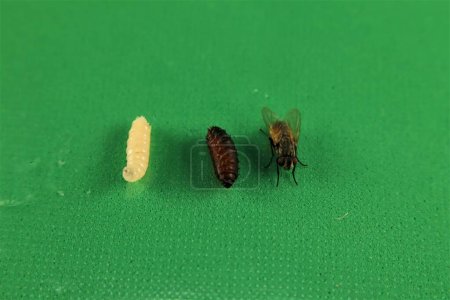Housefly life cycle: Larva, pupa and, adult housefly isolated on a green background. Musca domestica Linnaeus. Common House fly. Insects, insect. Bugs, bug. Animals, animal. Wild nature, wildlife