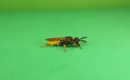 Photo for European beewolf (Philanthus triangulum) isolated a green background. It's also called a Bee-wolf. Bee-killer wasp. Solitary wasps. Insects, insect. Bugs, bug. Wildlife, wild nature - Royalty Free Image
