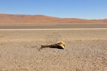 Photo for Dead rock sparrow on the highway. bird was hit by a car. Carcass of animal, accident by a car. Animals were killed. Veterinary medicine. Exotic Veterinary. wildlife vet. wild nature. Migratory birds - Royalty Free Image