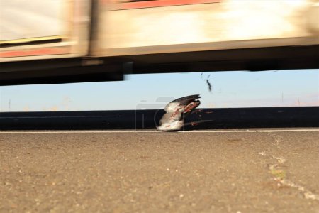 Photo for Dead pigeon on the highway. bird was hit by a car. Carcass of animal, accident by a car. Animals were killed. Veterinary medicine. Exotic Veterinary. wildlife vet. wild nature. Migratory birds - Royalty Free Image