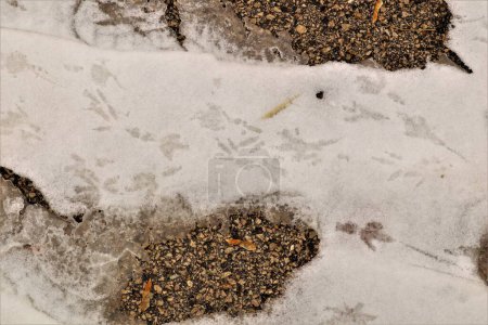 Photo for Birds footprints on the snow. crows and  pigeons.Animals foot prints in the winter. Local animal track, Tracks. Footprint bird on the earth Surface. Foot print on ice, freezing, froze - Royalty Free Image