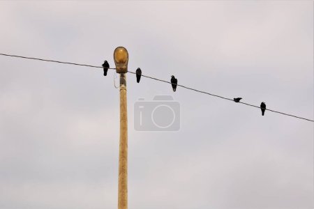 Téléchargez les photos : Rook, Crows. Oiseaux sur un fil électrique. Oiseaux de la ville, Faune urbaine. Beau et merveilleux oiseau en hiver. Animaux dans la nature sauvage, ailes de la faune, parc - en image libre de droit