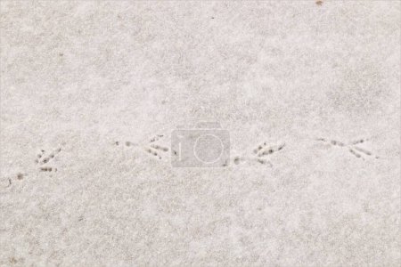 Photo for Birds footprints on the snow. crows and  pigeons.Animals foot prints in the winter. Local animal track, Tracks. Footprint bird on the earth Surface. Foot print on ice, freezing, froze - Royalty Free Image