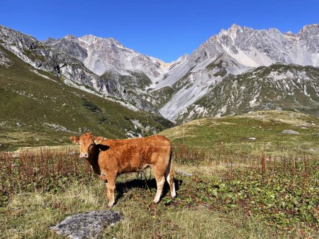 Photo for Cow and countryside alpine farms Vanoise National Park, Hautes Alps, France - Royalty Free Image