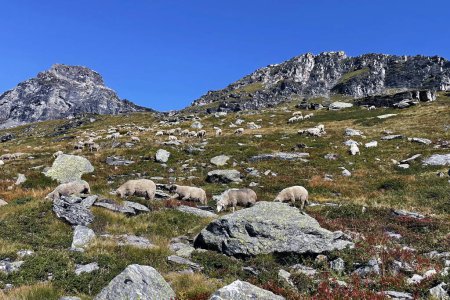 Alpenpanoramawege und Schafe, Nationalpark Vanoise, Hautes Alpes, Frankreich