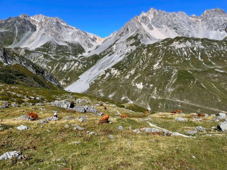 Granjas alpinas de vacas y campos Parque Nacional de Vanoise, Altos Alpes, Francia