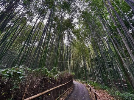 La forêt de bambous d'Arashiyama doit voir le point de repère touristique de Kyoto, Japon