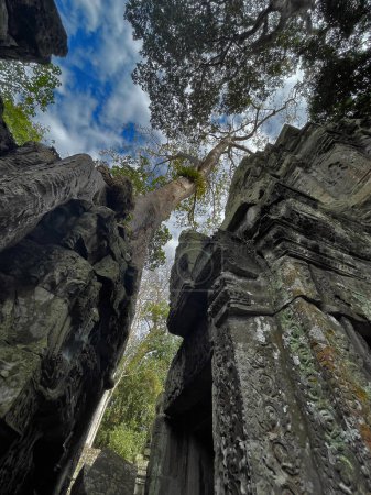 Ta Prohm: Wo sich uralte Steine und hohe Bäume in Angkor Wat, Siem Reap, Kambodscha vereinen