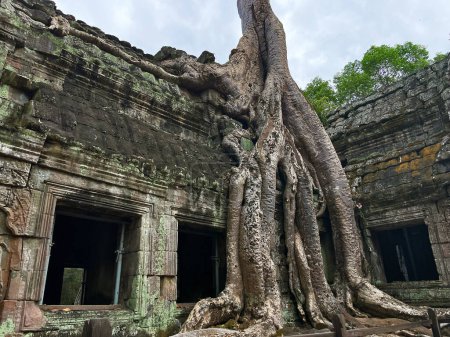 Descubriendo la Majestad de Ta Prohm: Antiguas ruinas y árboles arrasados en Angkor Wat, Siem Reap, Camboya