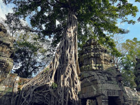 Photo for Discovering the Majesty of Ta Prohm: Ancient Ruins and Towering Trees in Angkor Wat, Siem Reap, Cambodia - Royalty Free Image