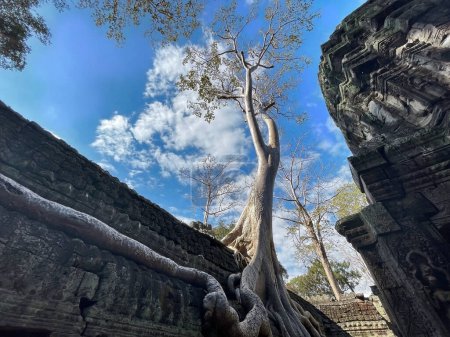 Atemberaubende Ta Prohm: Alte Wunder zwischen den Bäumen in Angkor Wat, Siem Reap, Kambodscha