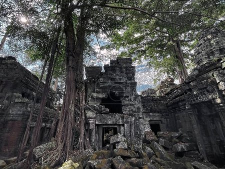 Photo for Ta Prohm Temple: Witnessing the Harmony of Ancient Ruins and Forest in Angkor Wat, Siem Reap, Cambodia - Royalty Free Image
