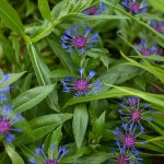 A thick patch of Mountain bluet, a popular garden perennial. In British-Columbia, it's considered invasive as  it easily escapes gardens and invades meadows, pastures, roadsides and disturbed areas.