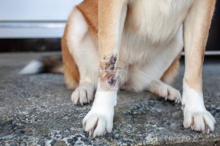Téléchargez les photos : Vue rapprochée d'un point chaud cicatrisant sur la patte avant d'un chien. La peau s'est cicatrisée et la fourrure recommence à pousser.. - en image libre de droit