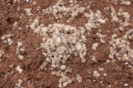 Photo for Undesired wool (from the belly) can be compressed into pellets, and used in the garden with several benefits. It's a slow-release nitrogen fertilizer and helps to conserve water - Royalty Free Image